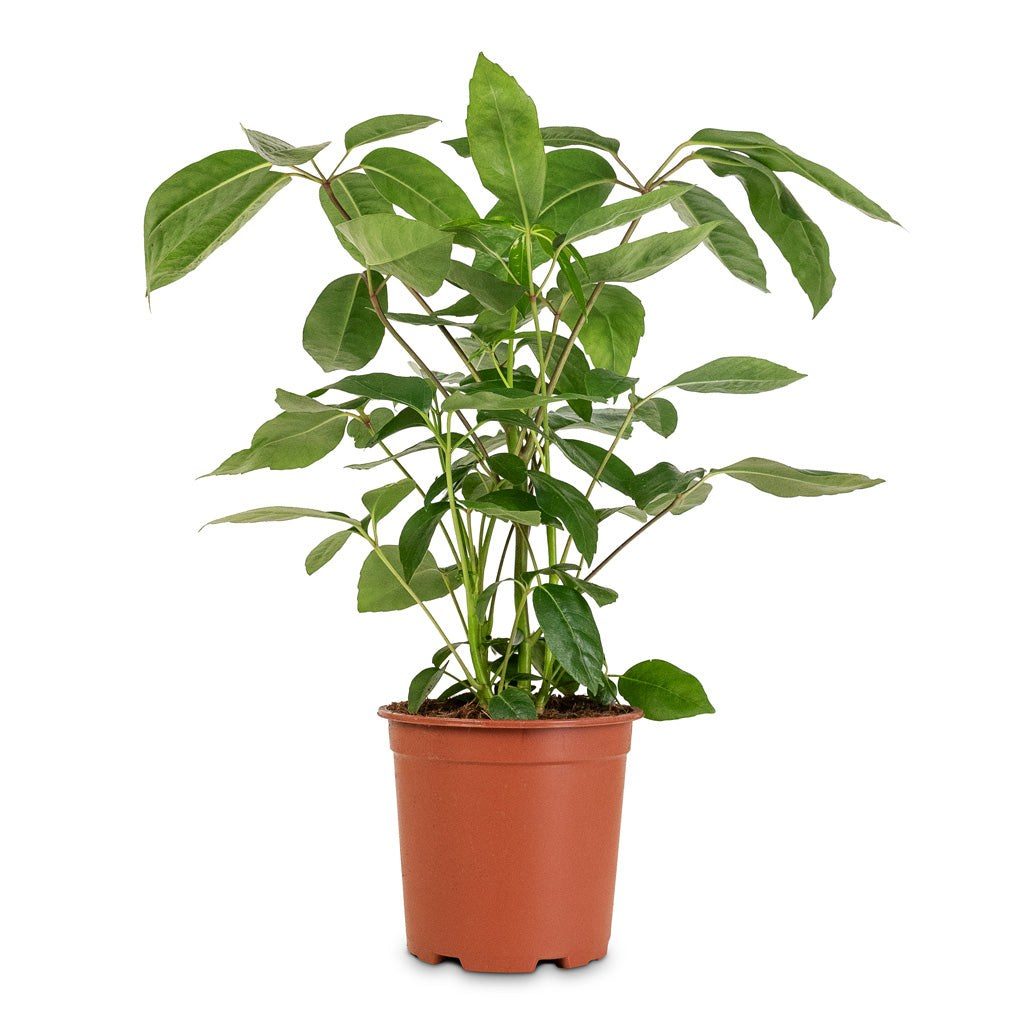 Schefflera actinophylla