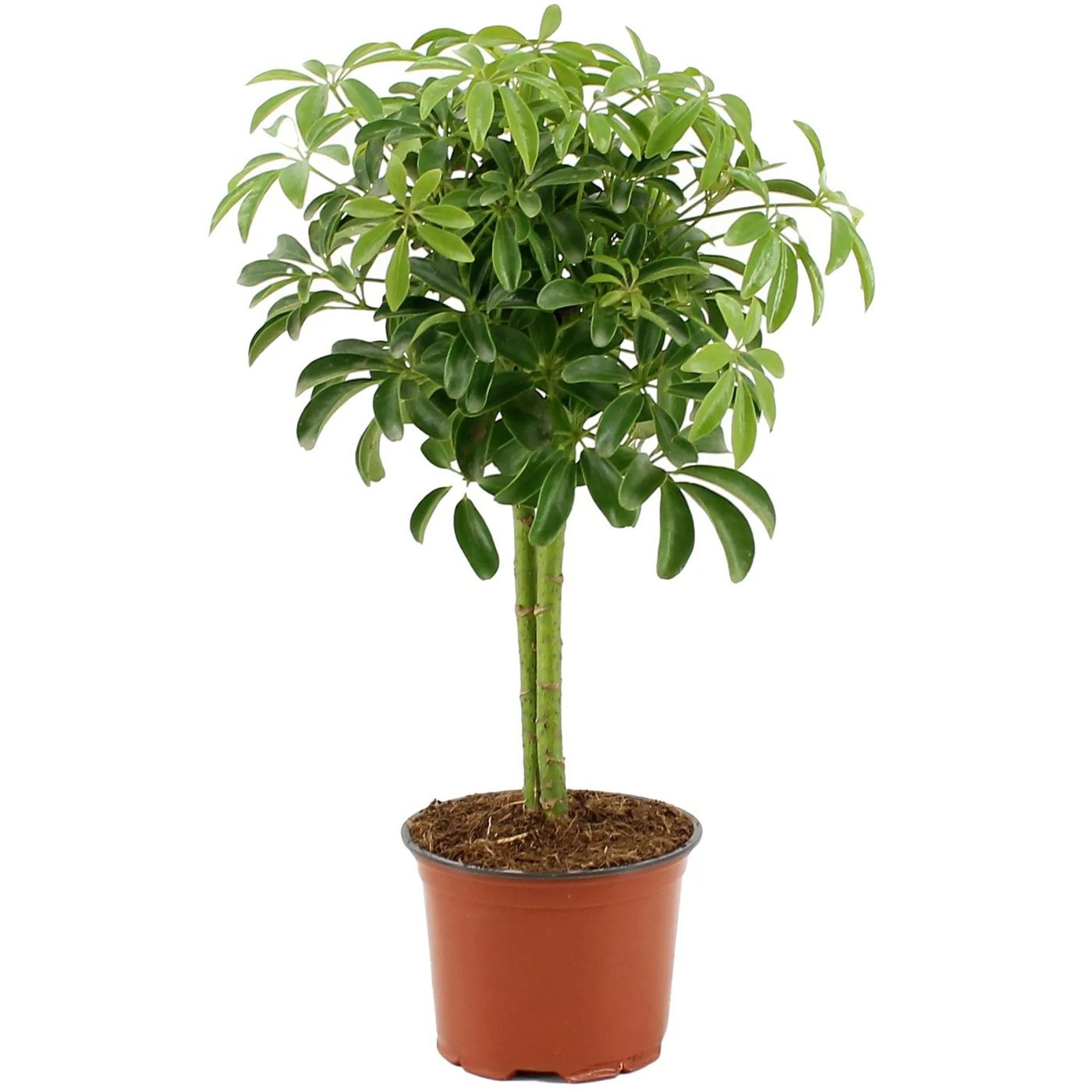 Scheflera arboricola