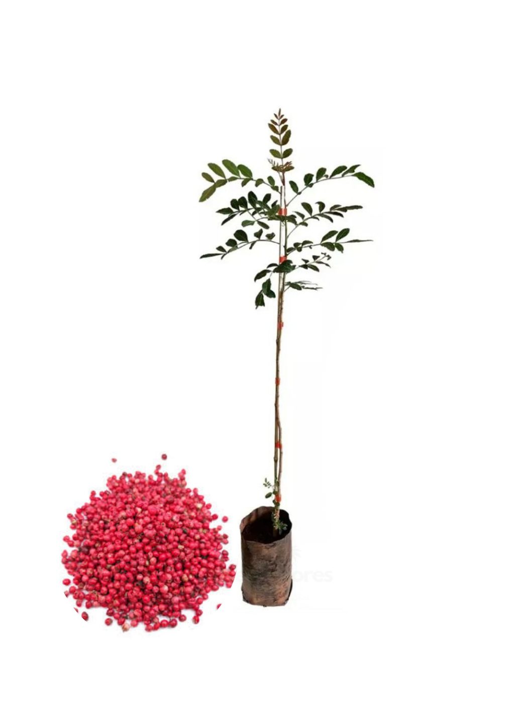 Schinus terebinthifolius