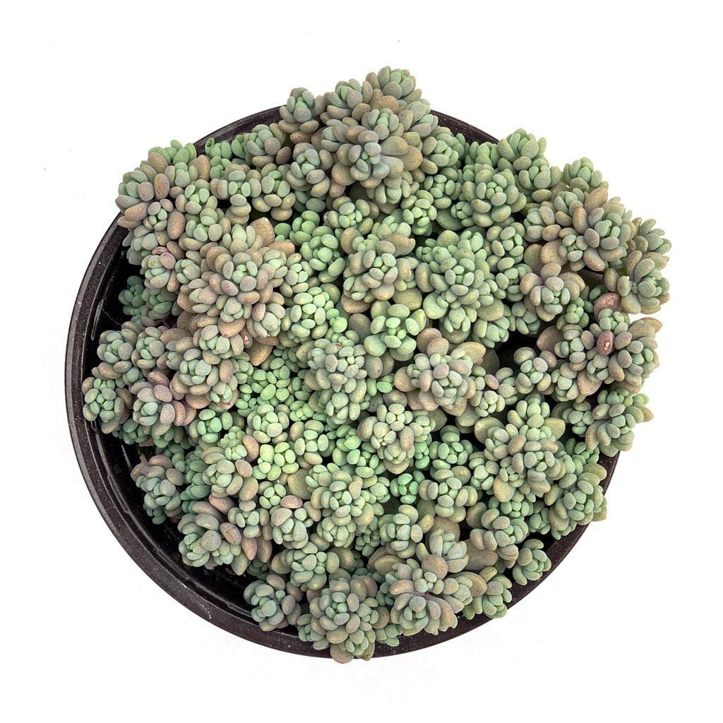 Sedum dasyphyllum