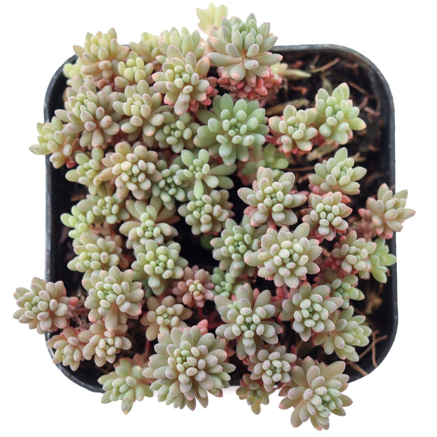 Sedum hispanicum