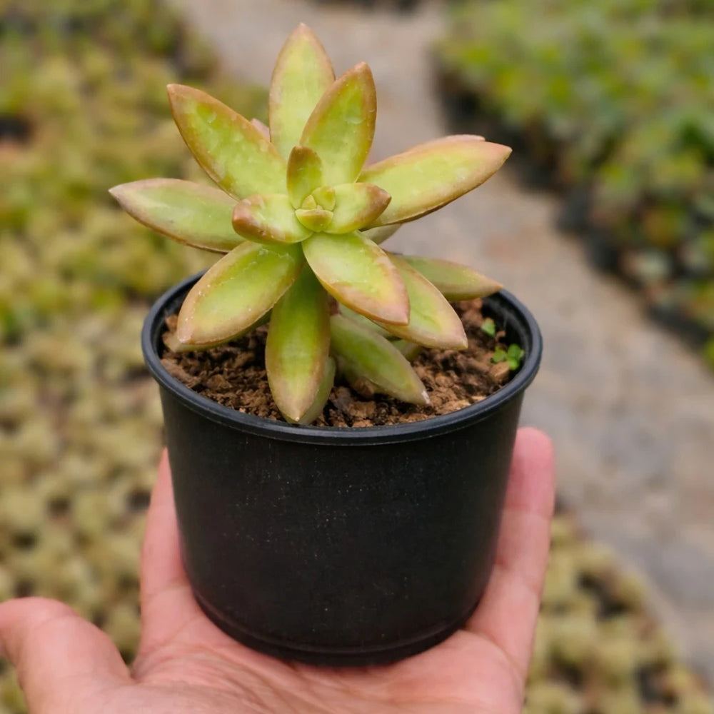 Sedum nussbaumerianum