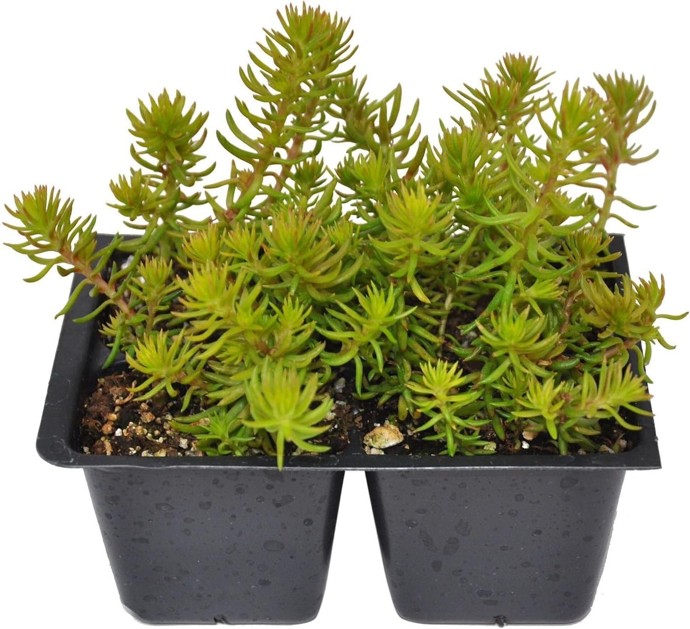 Sedum rupestre 'angelina