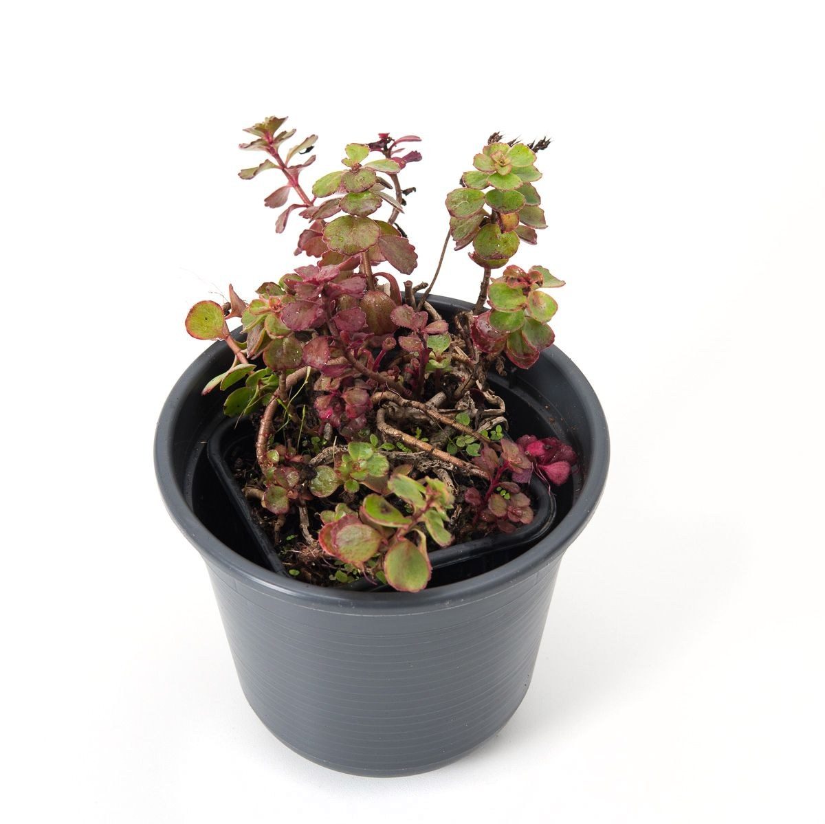 Sedum spurium 'Purpureum'