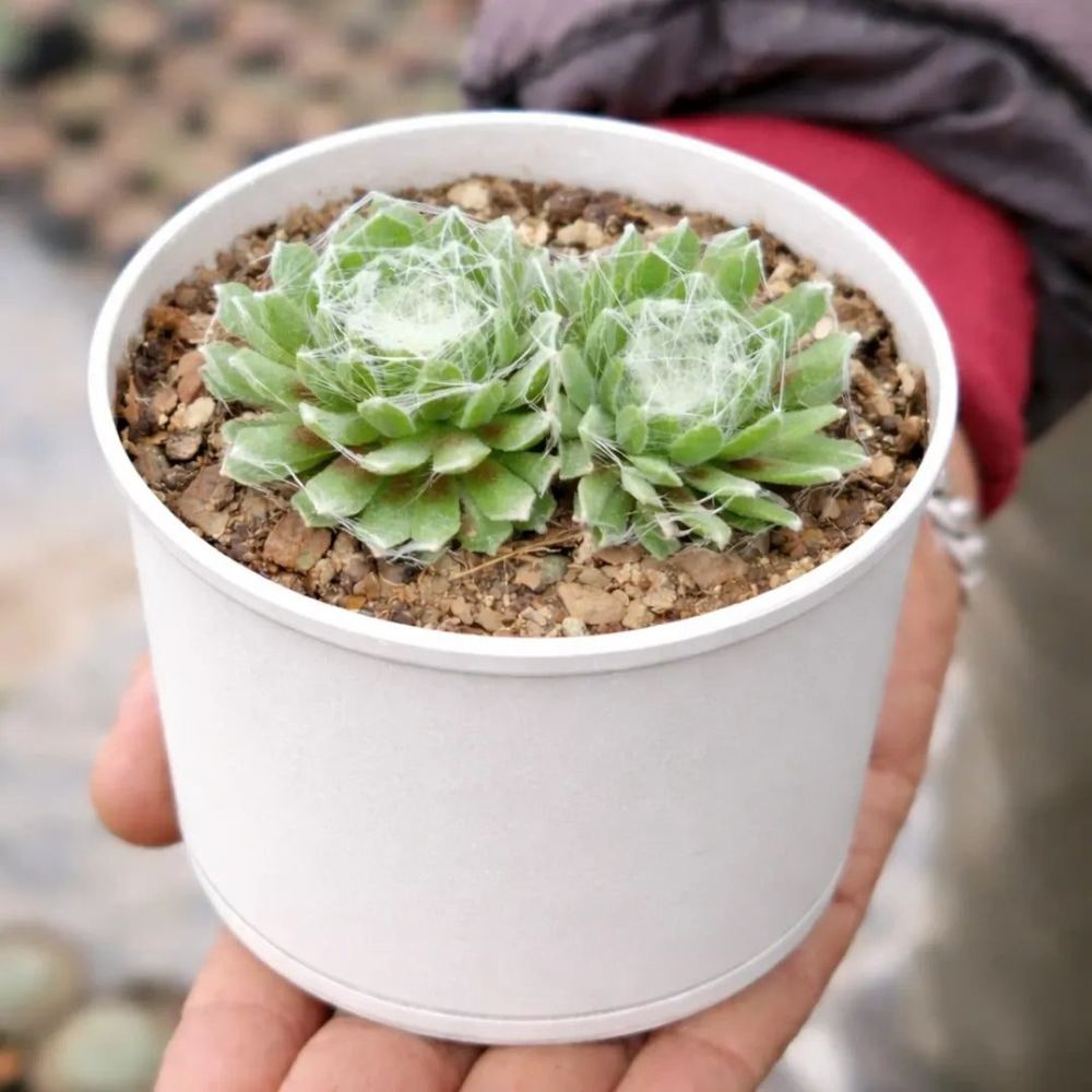 Sempervivum arachnoideum