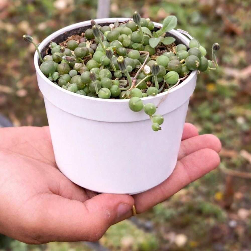 Senecio rowleyanus