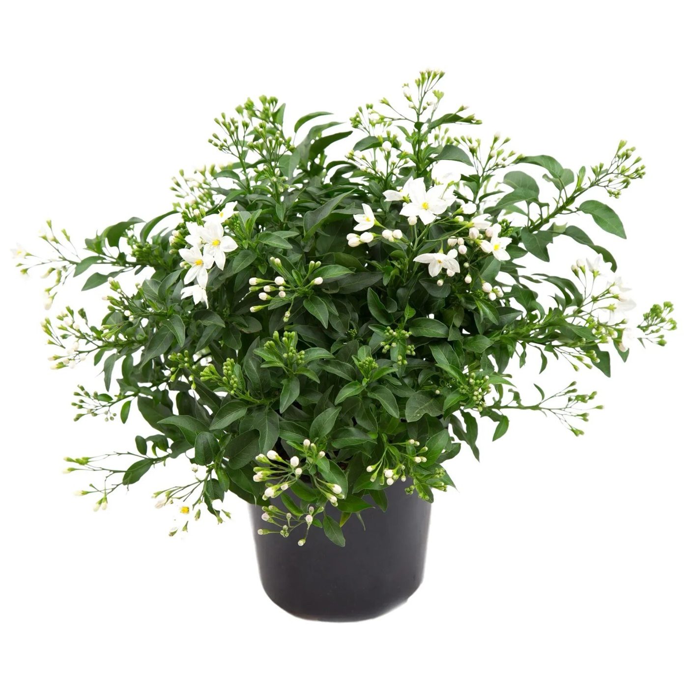 Solanum jasminoides