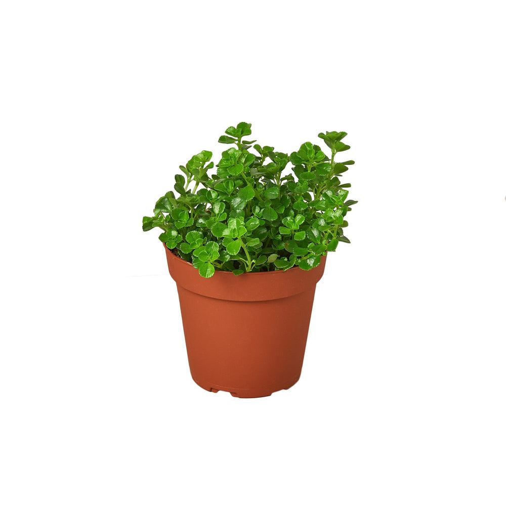 Soleirolia soleirolii