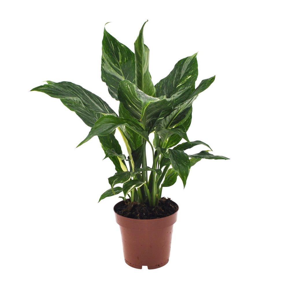 Spathiphyllum 'Diamond'