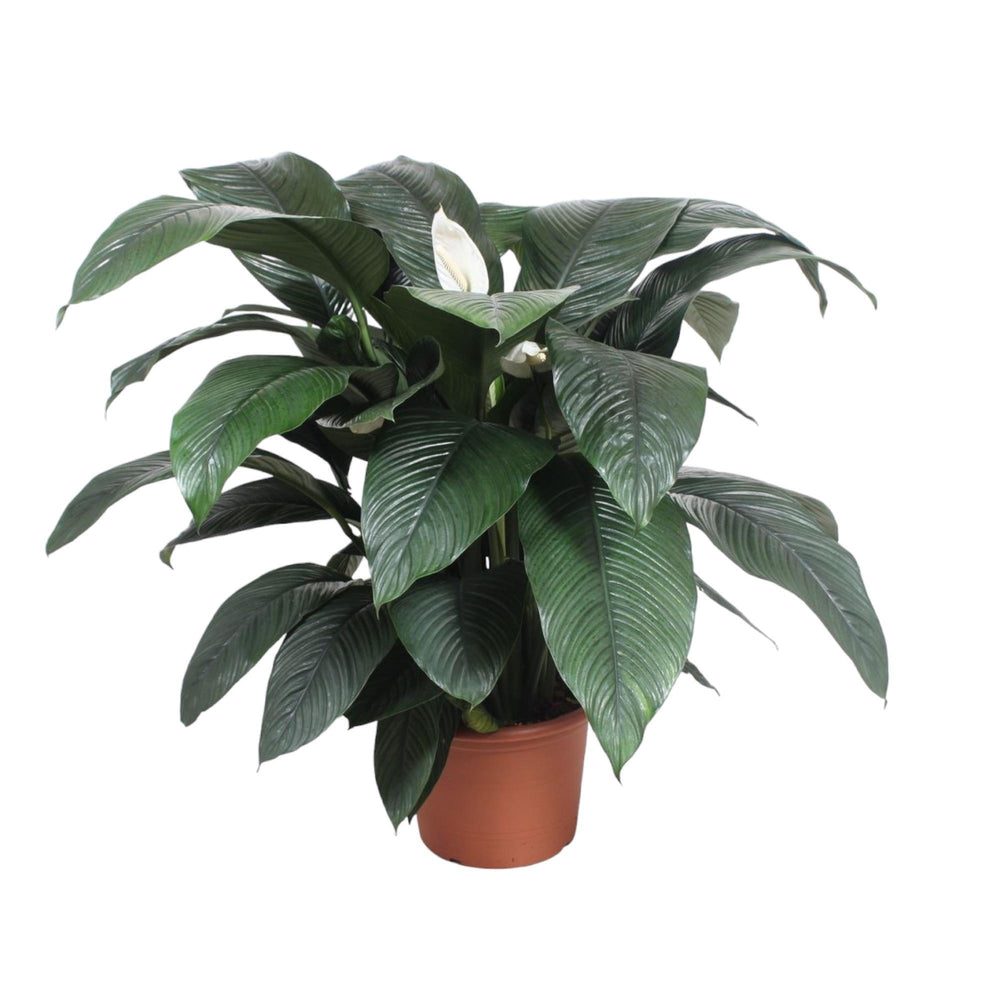 Spathiphyllum 'Sensation'