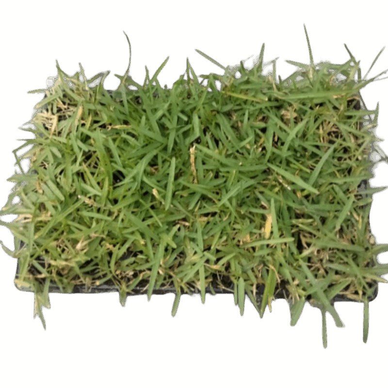 Stenotaphrum secundatum