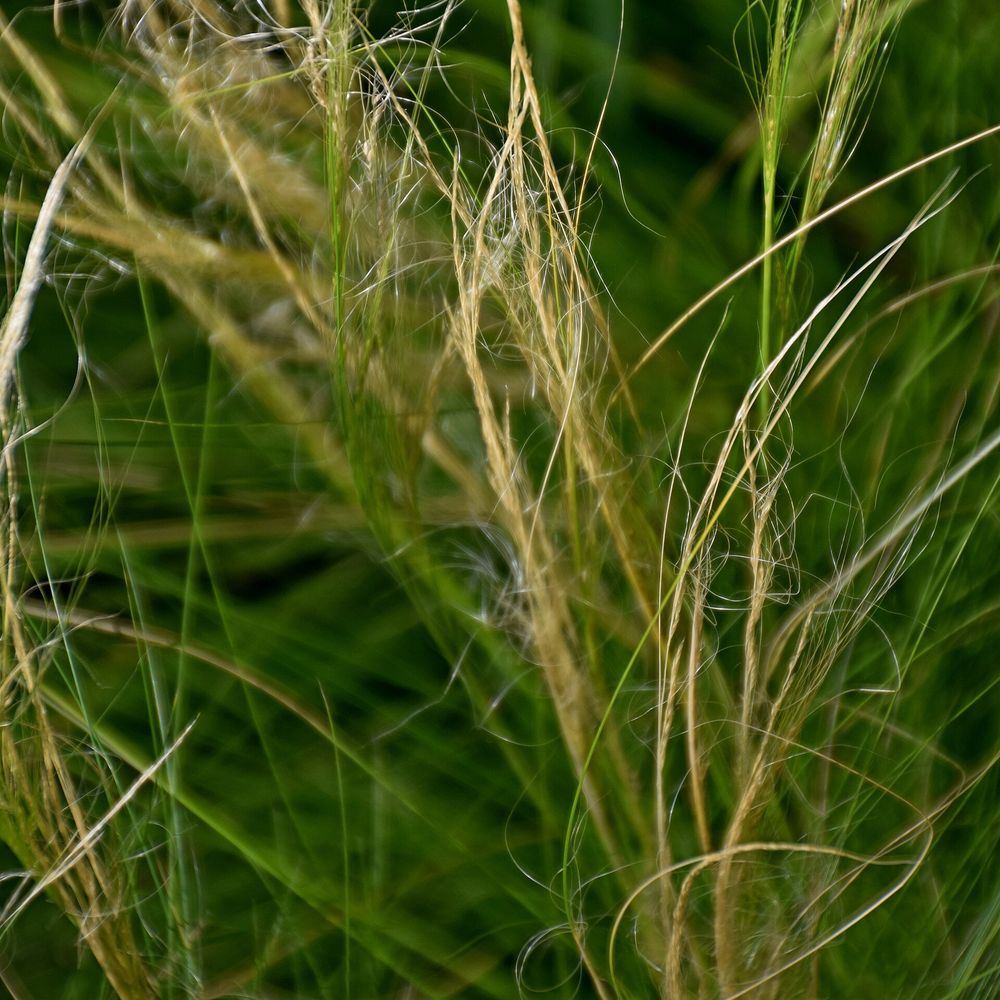 Stipa tenuissima