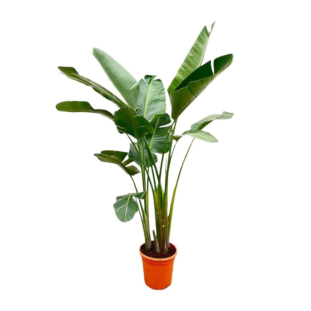 Strelitzia augusta