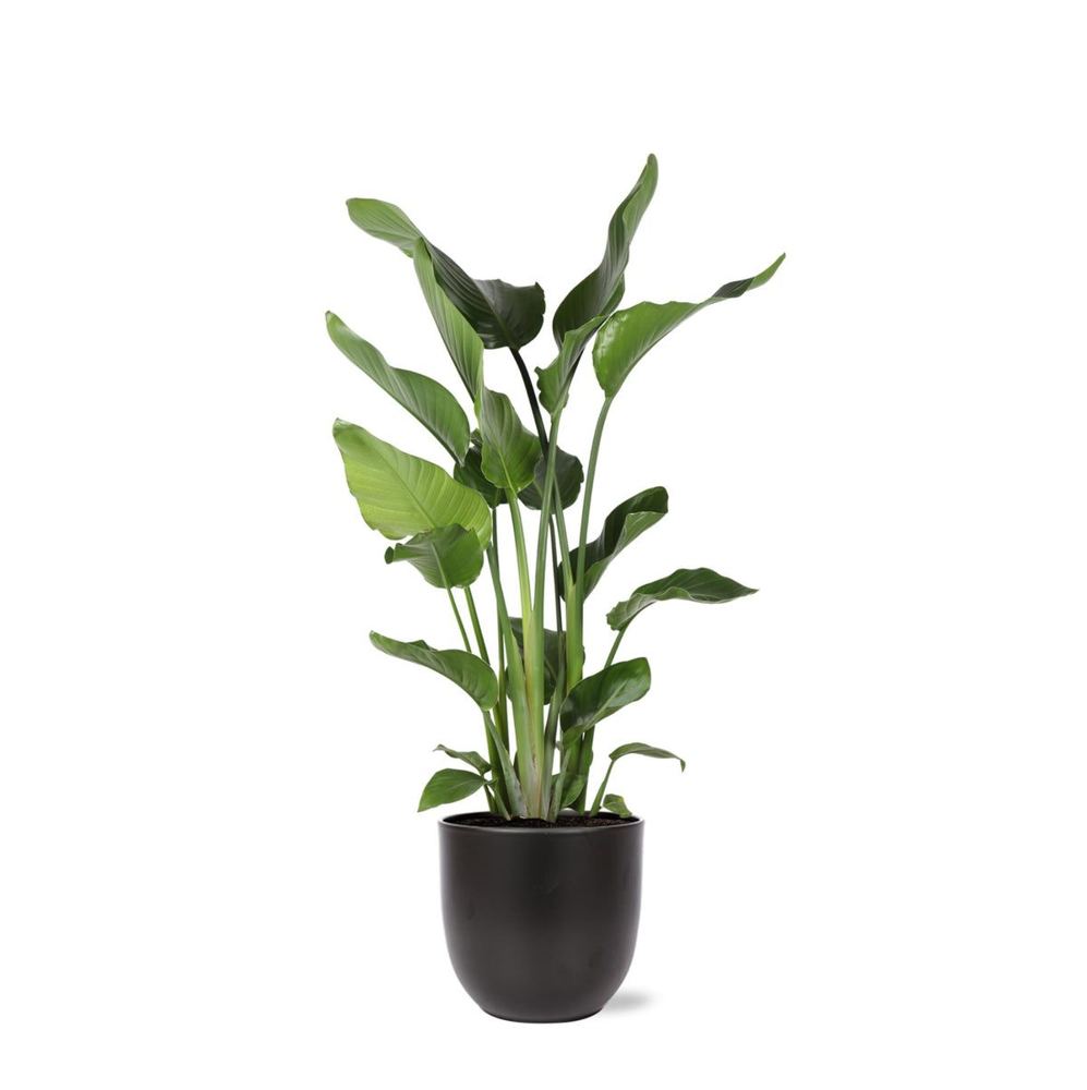 Strelitzia nicolai