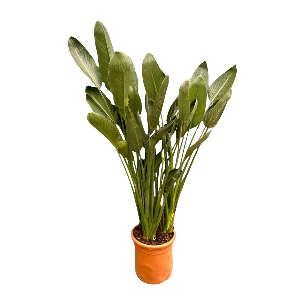 Strelitzia reginae
