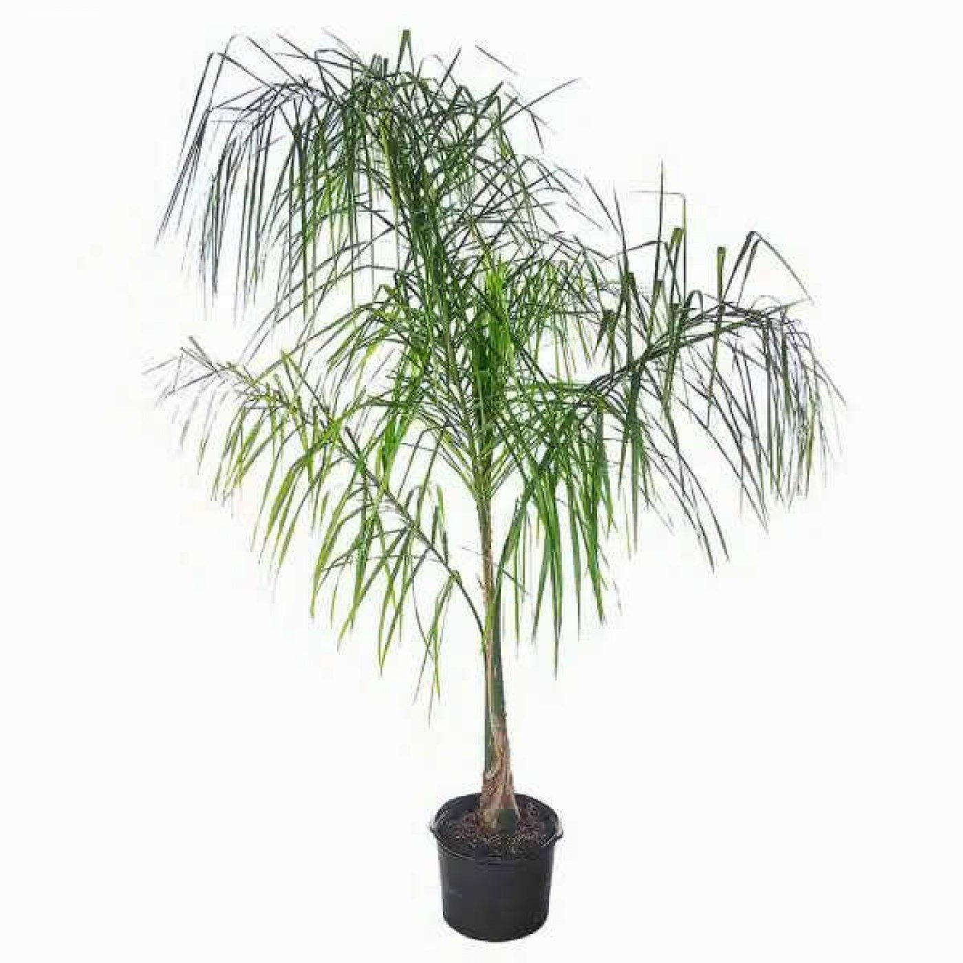 Syagrus romanzoffiana