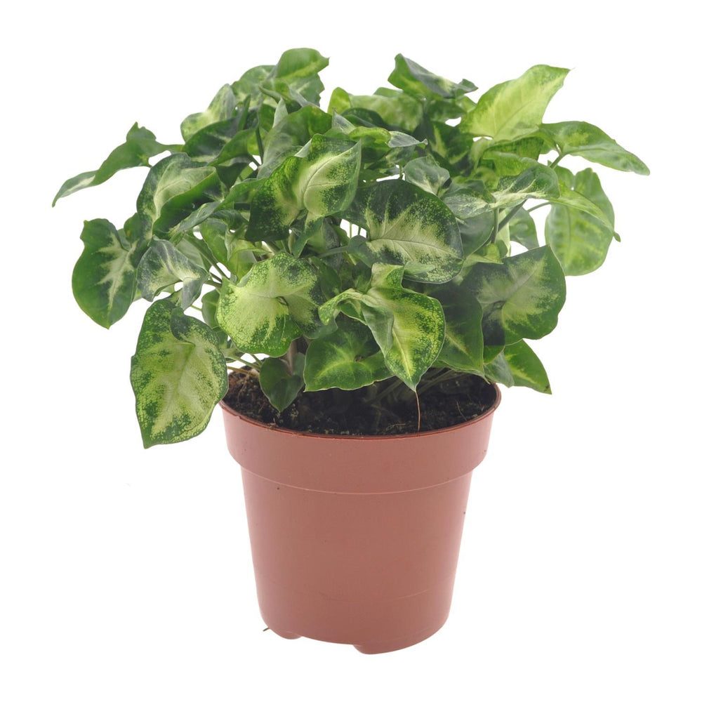 Syngonium podophyllum 'Pixie'