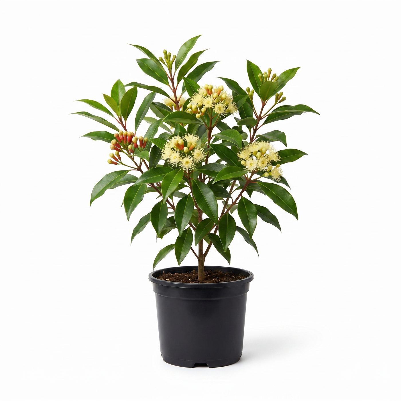 Syzygium aromaticum