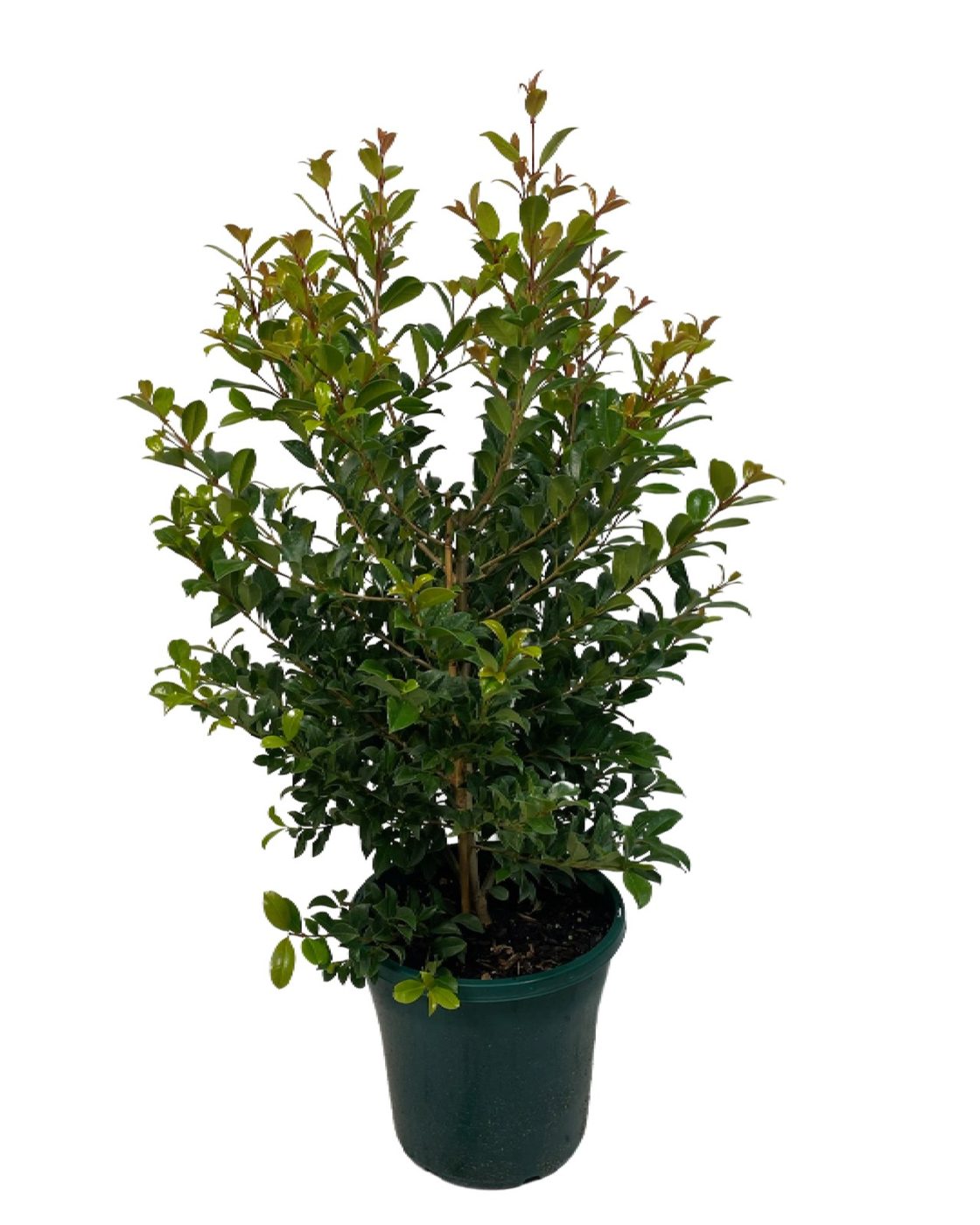 Syzygium paniculatum