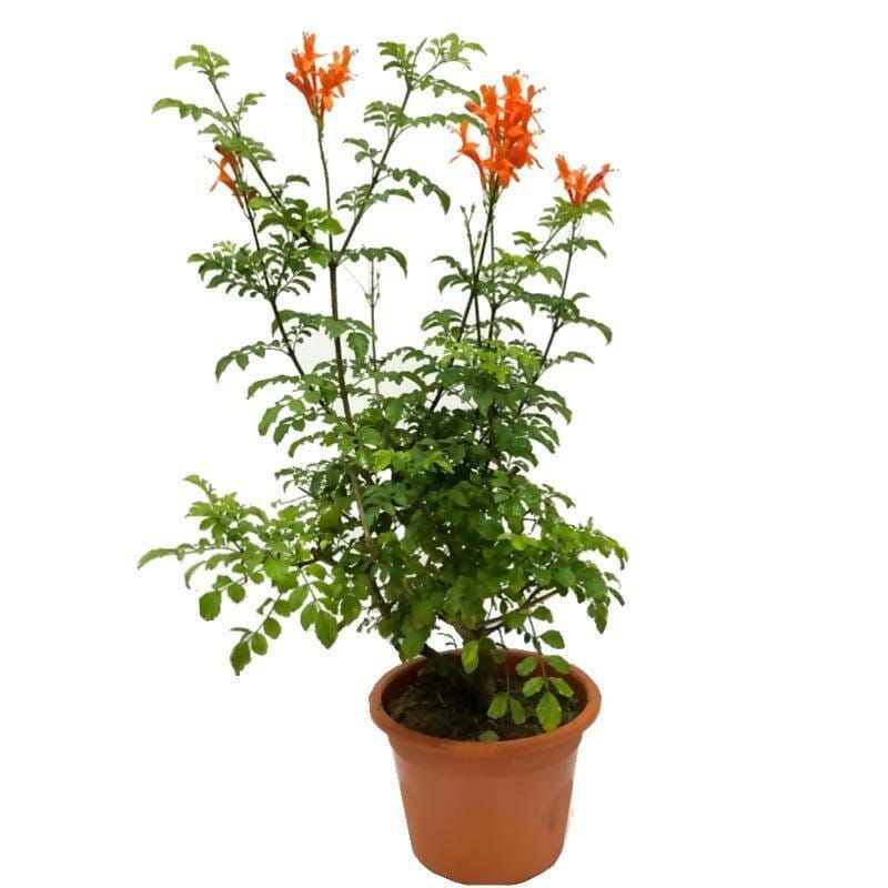 Tecomaria capensis