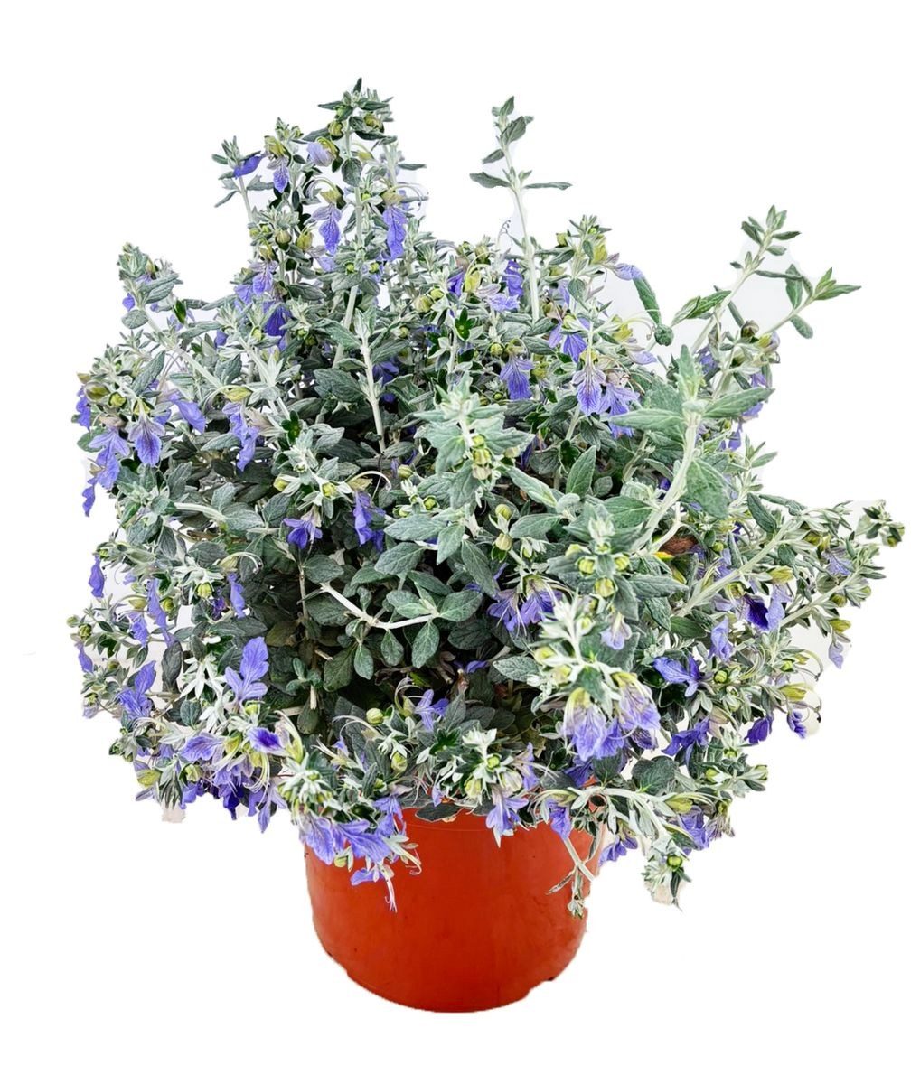 Tecrium fruticans
