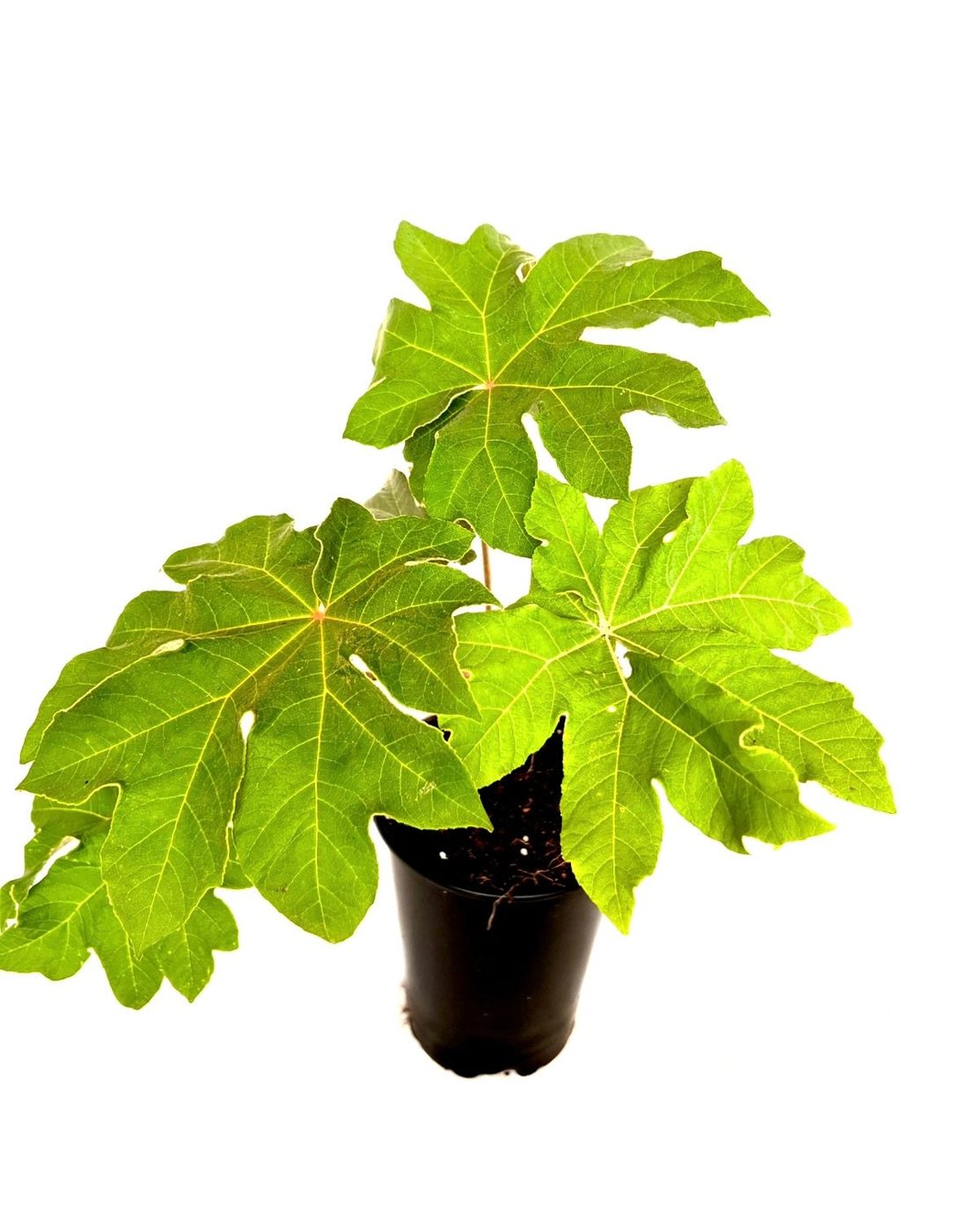 Tetrapanax papyrifer