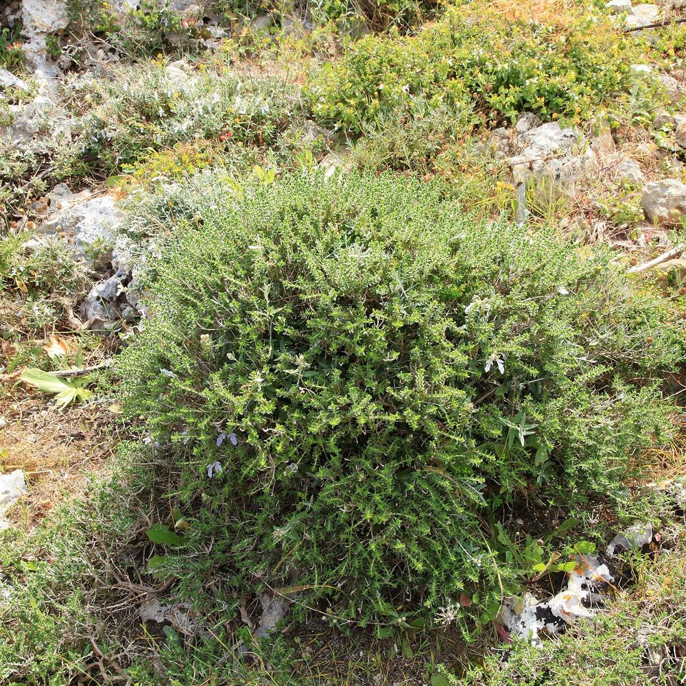 Teucrium fruticans