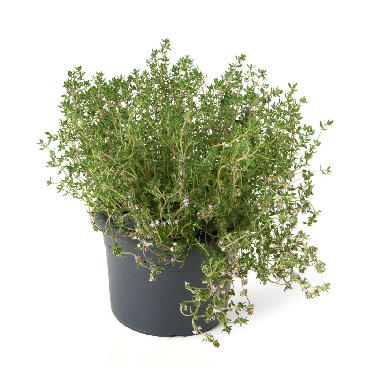 Thymus vulgaris