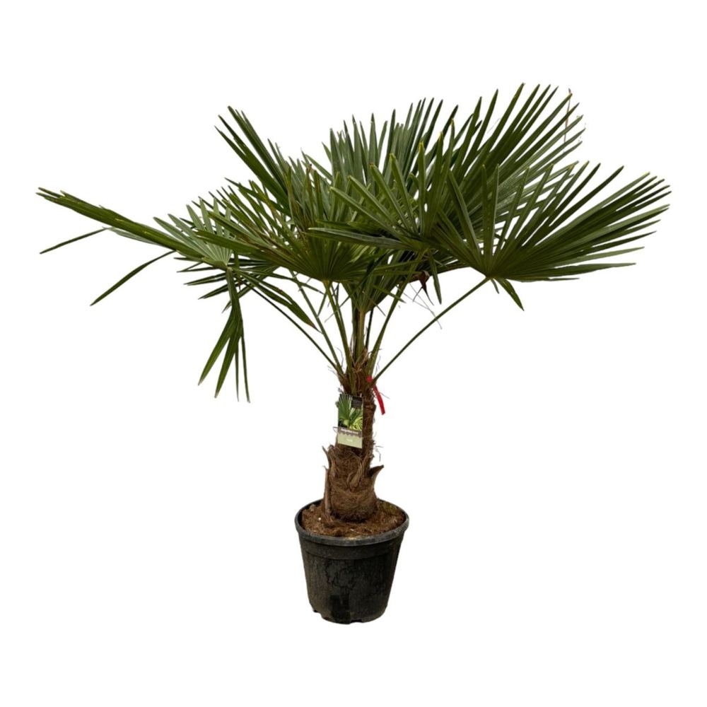 Trachycarpus fortunei
