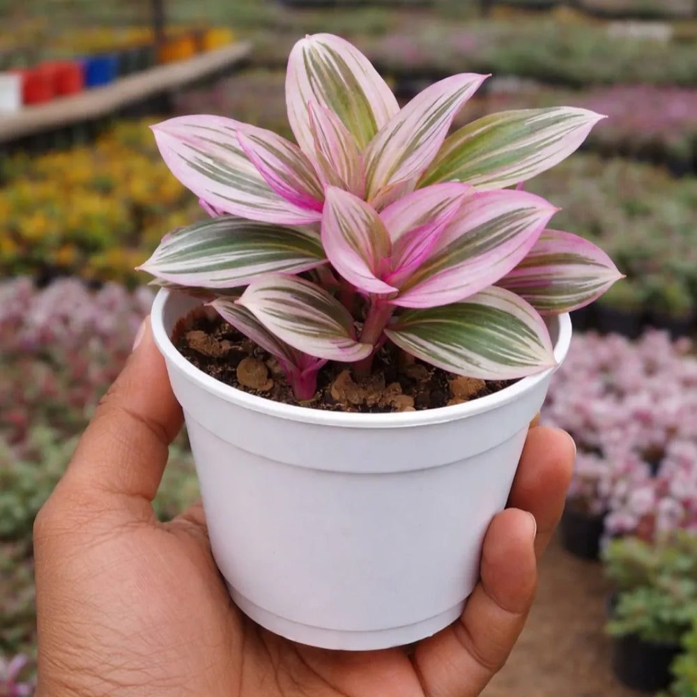 Tradescantia albiflora 'Nanouk'