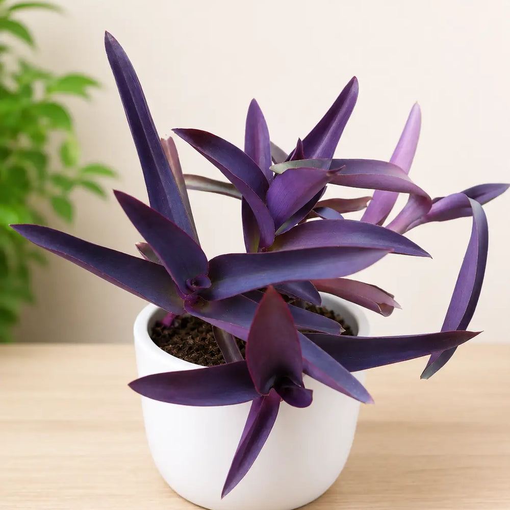 Tradescantia pallida