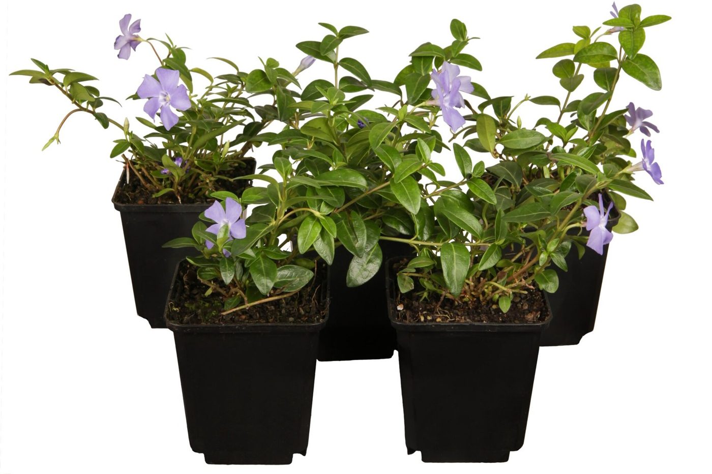 Vinca major