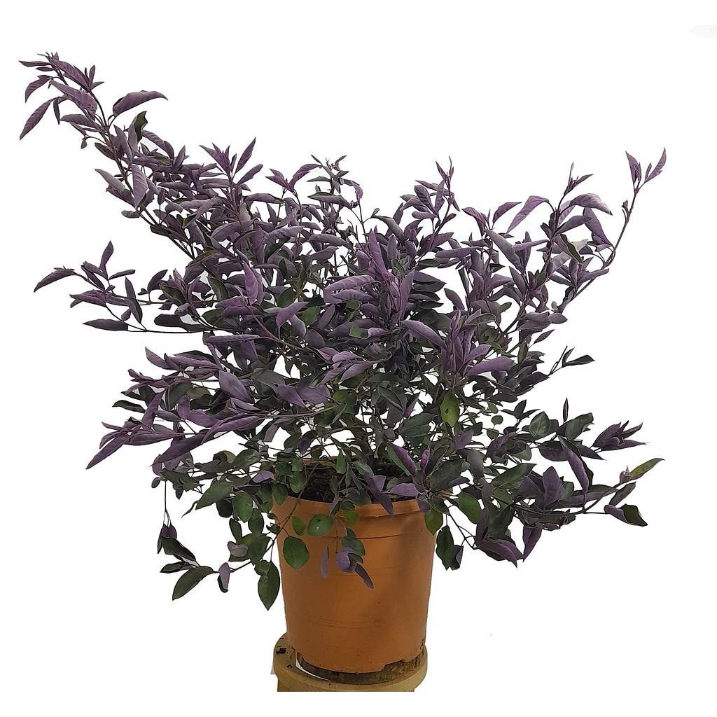 Vitex trifolia