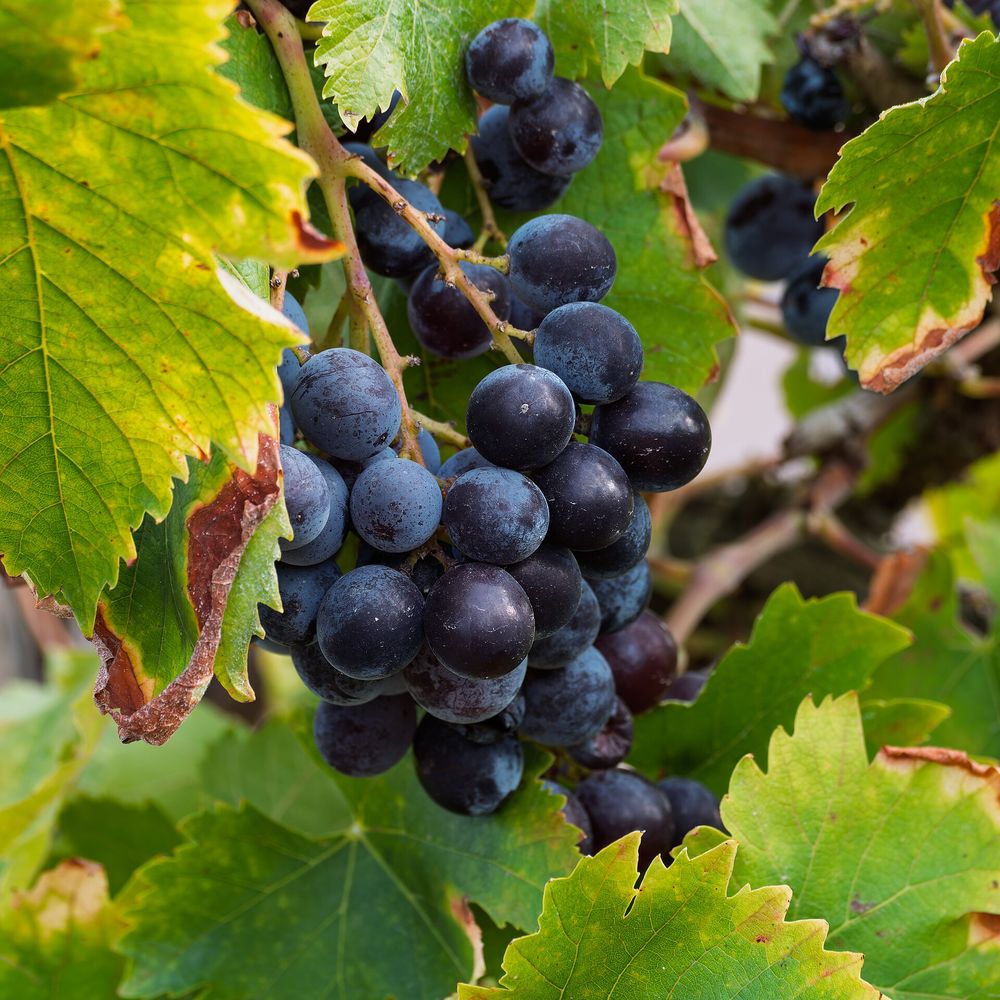 Vitis vinifera