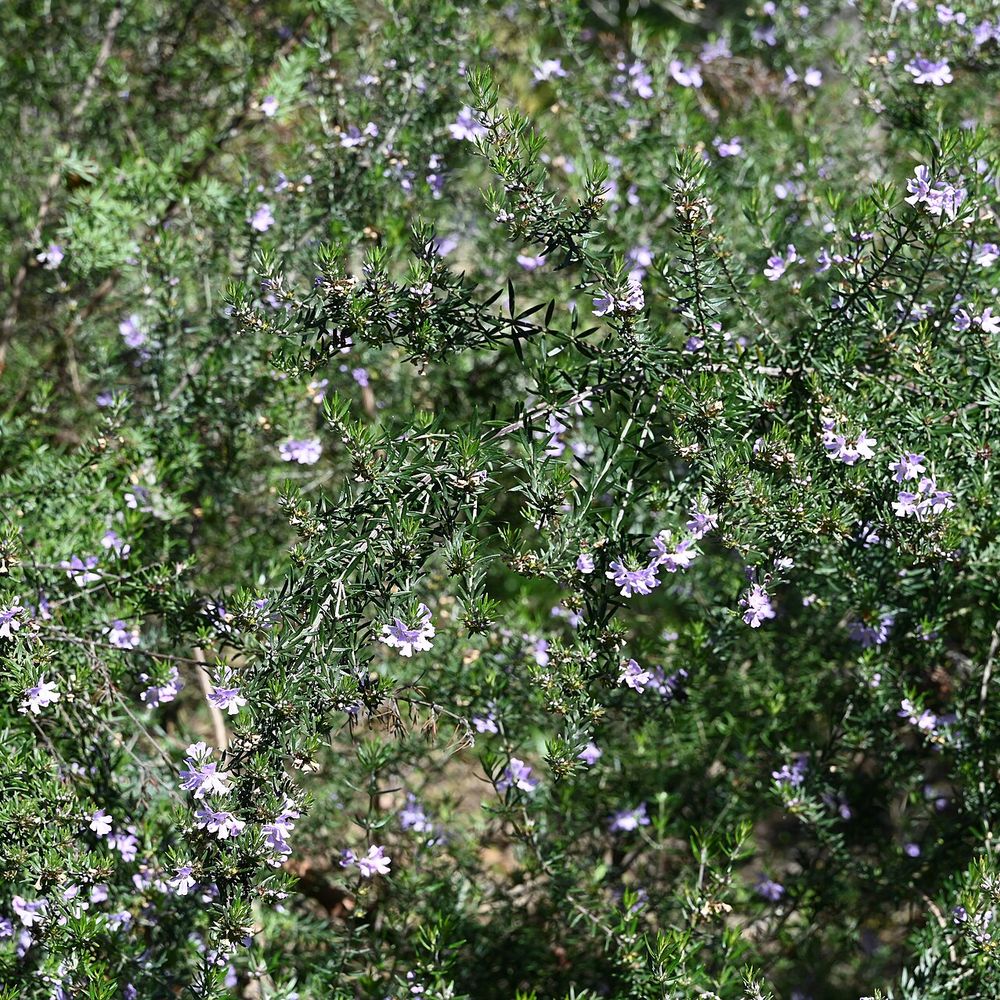 Westringia fruticosa