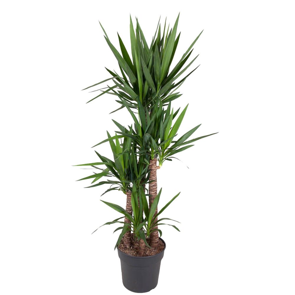 Yucca elephantipes