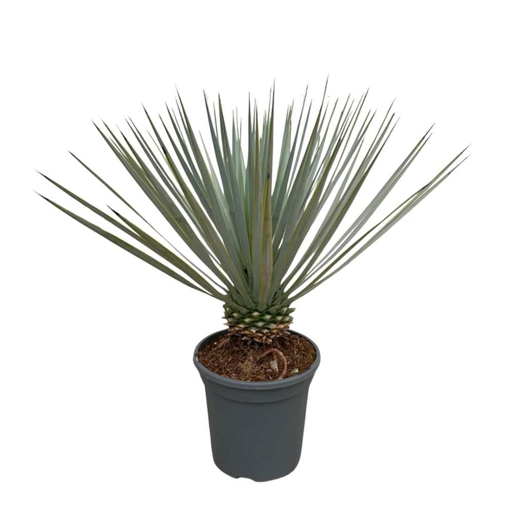 Yucca rostrata