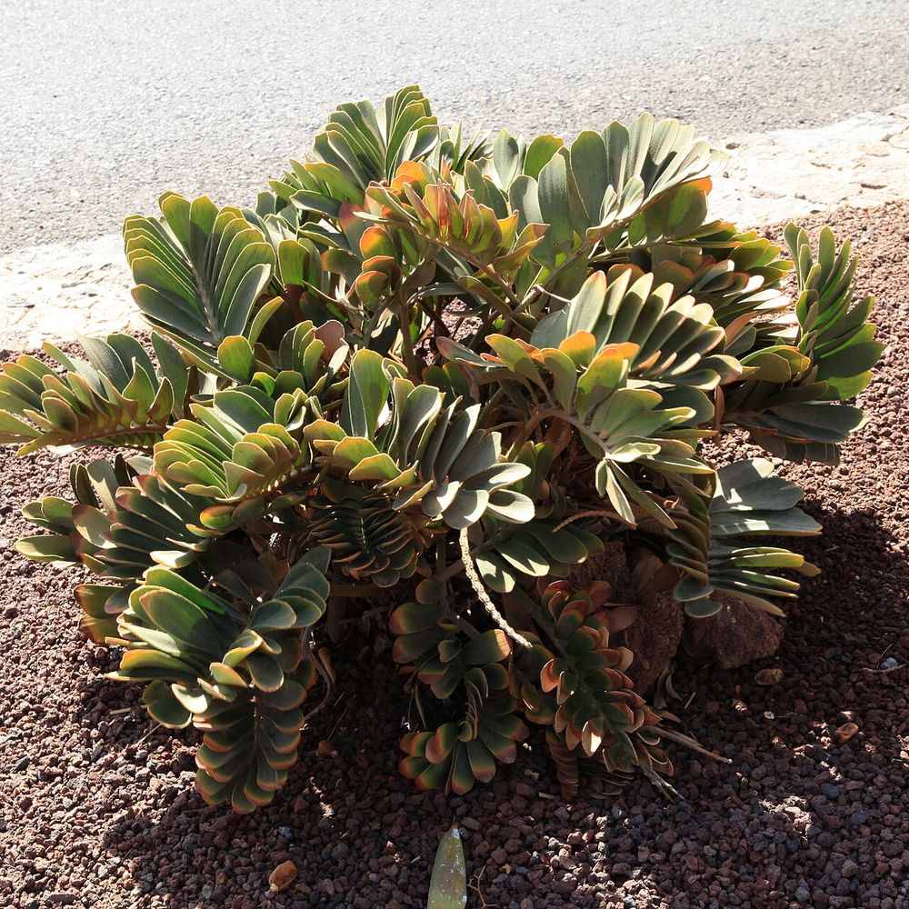 Zamia furfuracea