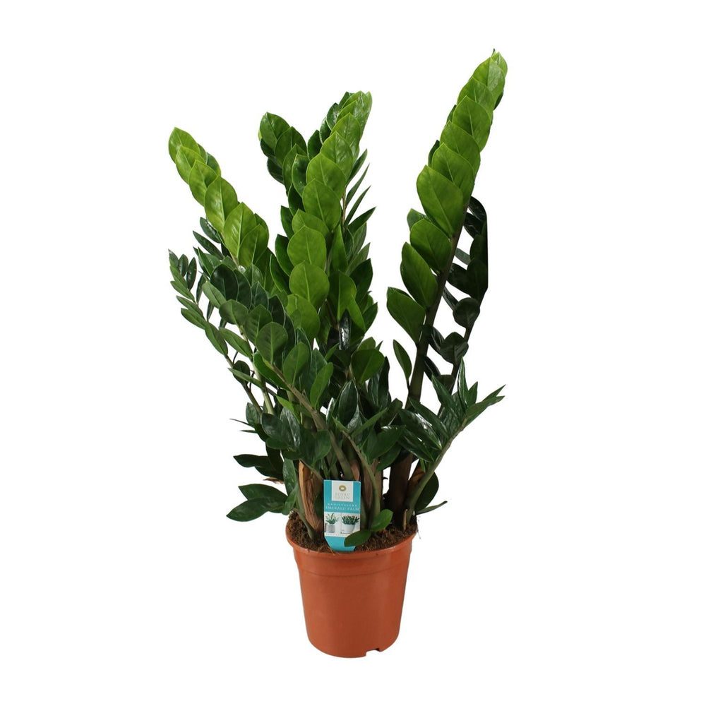 Zamioculcas zamiifolia