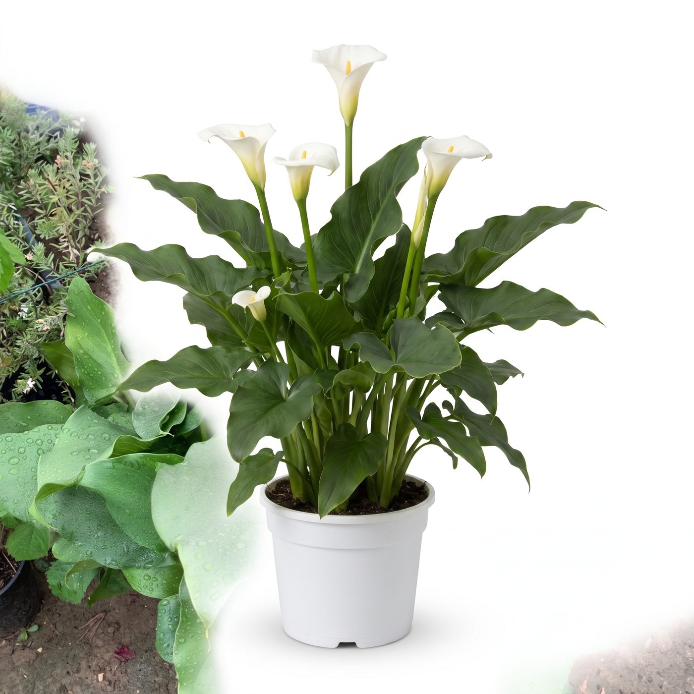 Zantedeschia aethiopica