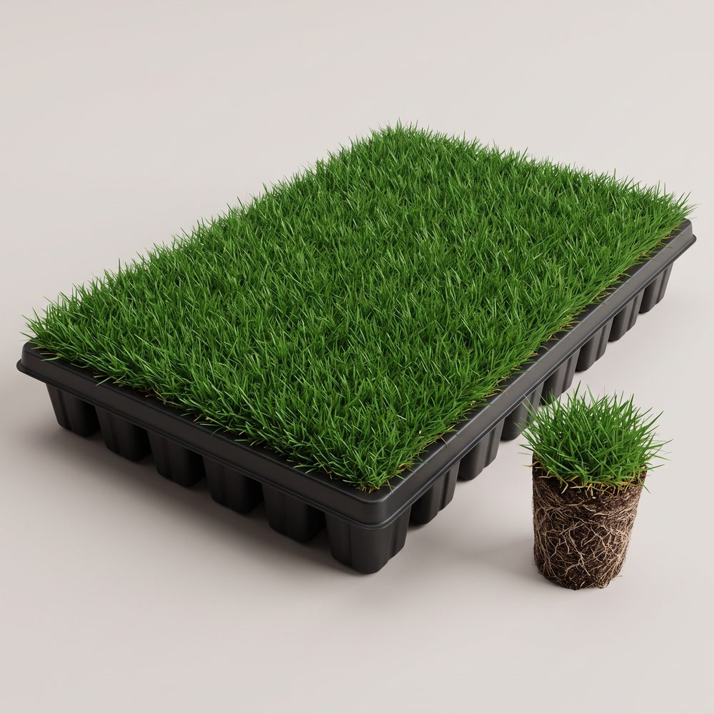 Zoysia tenuifolia