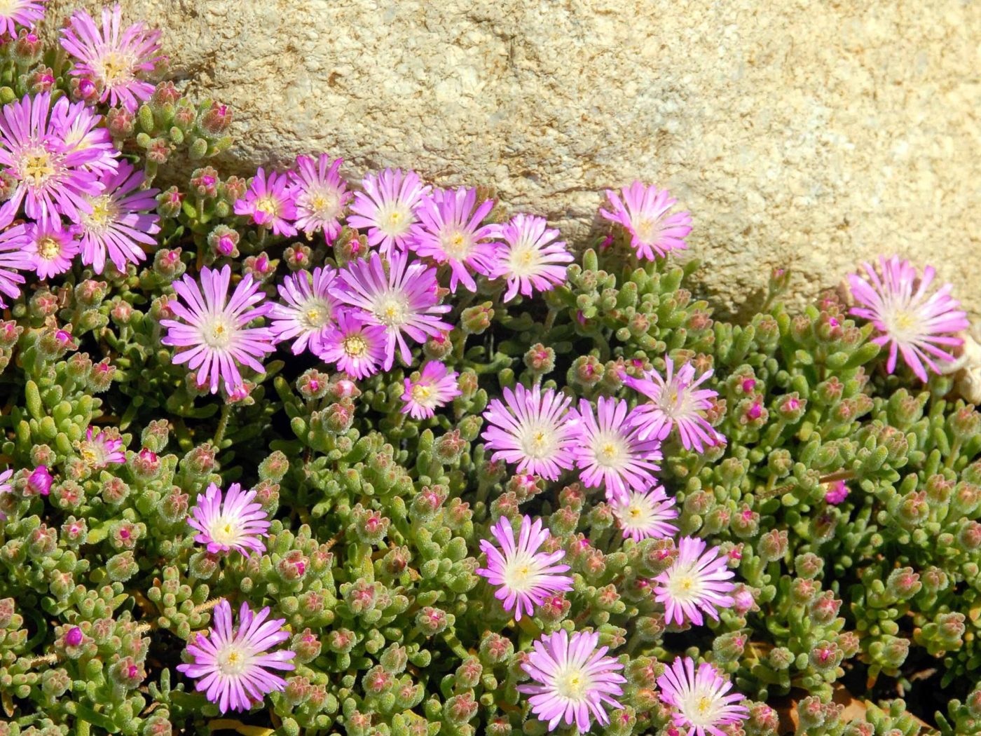 Drosanthemum floribundum